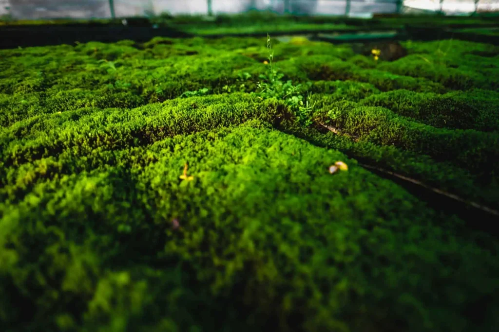 Moss-in-Mosshalle-Κοντά-με-Halm