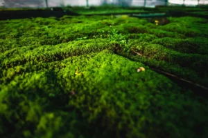 Moss-in-Mosshalle-Κοντά-με-Halm